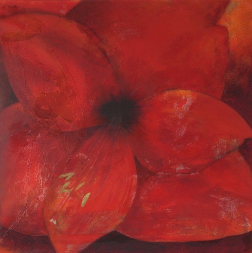 amaryllis kl